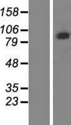 Western Blot PCDHGB5 Overexpression Lysate