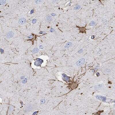 Immunohistochemistry-Paraffin PCDHGC5 Antibody - BSA Free