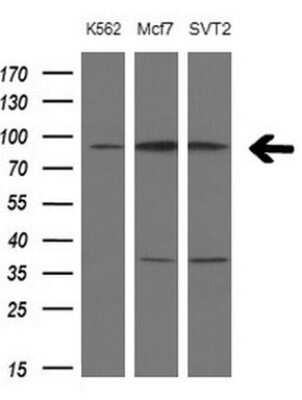 Western Blot: PCDHGC5 Antibody (OTI2F3) - Azide and BSA Free [NBP2-73270] - Analysis of extracts (10ug) from 3 different cell lines by using PCDHGC5 monoclonal antibody.