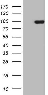 Western Blot: PCDHGC5 Antibody (OTI2F3) - Azide and BSA Free [NBP2-73270] - Analysis of HEK293T cells were transiently transfected with the pCMV6-ENTRY control (Left lane) or pCMV6-ENTRY PCDHGC5.
