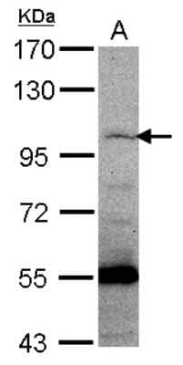 Western Blot: PCDHGC5 Antibody [NBP2-15067] - Sample (30 ug of whole cell lysate) A: MCF-7 7. 5% SDS PAGE, antibody diluted at 1:500.