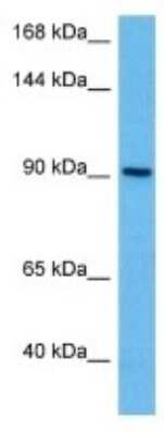 Western Blot: PCDHGC5 Antibody [NBP3-11002] - Western blot analysis of PCDHGC5 in Human HepG2 Whole Cell lysates. Antibody dilution at 1ug/ml