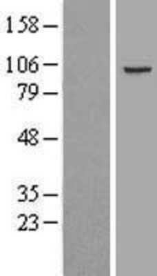 Western Blot: PCDHGC5 Overexpression Lysate (Adult Normal) [NBL1-14172] Left-Empty vector transfected control cell lysate (HEK293 cell lysate); Right -Over-expression Lysate for PCDHGC5.