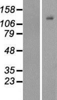 Western Blot: PCDHGC5 Overexpression Lysate (Adult Normal) [NBP2-06773] Left-Empty vector transfected control cell lysate (HEK293 cell lysate); Right -Over-expression Lysate for PCDHGC5.