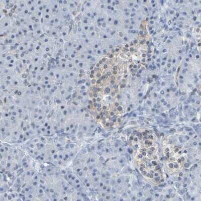 Immunohistochemistry-Paraffin PCGF1 Antibody