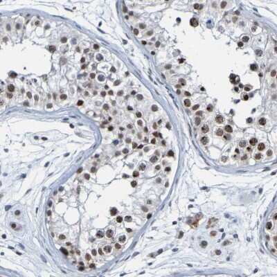 Immunohistochemistry-Paraffin PCGF1 Antibody