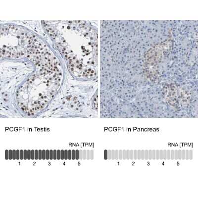 Immunohistochemistry-Paraffin PCGF1 Antibody