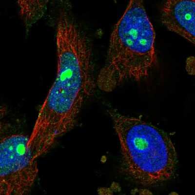 Immunocytochemistry/ Immunofluorescence PCGF5 Antibody