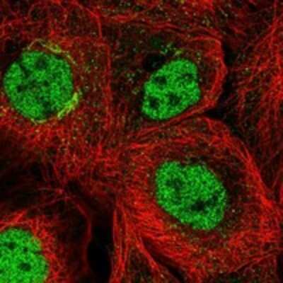 Immunocytochemistry/ Immunofluorescence PCGF5 Antibody