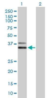 Western Blot: PCGF6 Antibody [H00084108-B01P] - Analysis of PCGF6 expression in transfected 293T cell line by PCGF6 polyclonal antibody.  Lane 1: PCGF6 transfected lysate(30.47 KDa). Lane 2: Non-transfected lysate.