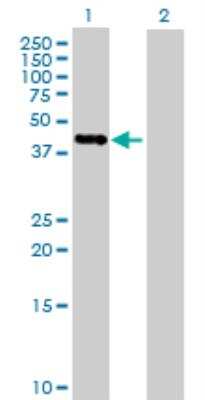 Western Blot: PCID2 Antibody [H00055795-B01P] - analysis of RP11-98F14.6 expression in transfected 293T cell line by RP11-98F14.6 MaxPab polyclonal antibody. Lane 1: RP11-98F14.6 transfected lysate (44 KDa). Lane 2: Non-transfected lysate.