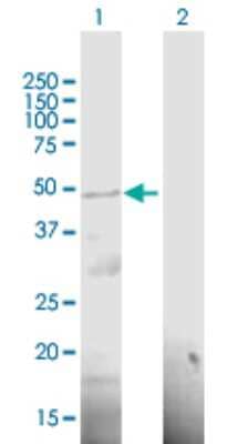 Western Blot: PCID2 Antibody [H00055795-B01P] - Analysis of PCID2 expression in transfected 293T cell line by PCID2 polyclonal antibody.  Lane 1: RP11-98F14.6 transfected lysate(44 KDa). Lane 2: Non-transfected lysate.