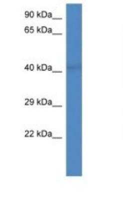 Western Blot: PCID2 Antibody [NBP1-91487] - Titration: 1.0 ug/ml Positive Control: Rat Heart.