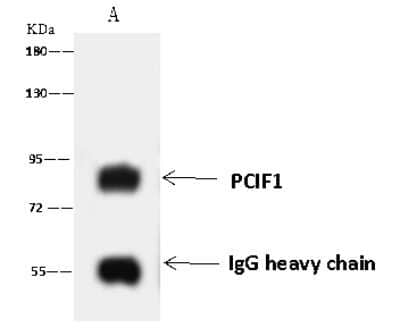 Immunoprecipitation: PCIF1 Antibody [NBP2-97683] - PCIF1 was immunoprecipitated using: Lane A: 0.5 mg Jurkat Whole Cell Lysate 4 ul anti-PCIF1 rabbit polyclonal antibody and 60 ug of Immunomagnetic beads Protein A/G.  Primary antibody: Anti-PCIF1 rabbit polyclonal antibody, at 1:100 dilution. Secondary antibody: Goat Anti-Rabbit IgG (H+L)/HRP at 1/10000 dilution. Developed using the ECL technique. Performed under reducing conditions. Predicted band size: 81 kDa. Observed band size: 81 kDa