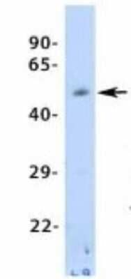 Western Blot: PCK1 Antibody [NBP1-54825] - Human Fetal Heart, Antibody Dilution: 1.0 ug/ml.