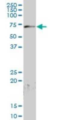 Western Blot: PCK2 Antibody [H00005106-B01P] - Analysis of PCK2 expression in human liver.