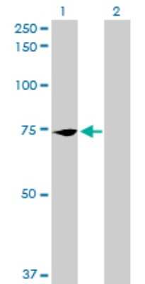 Western Blot: PCK2 Antibody [H00005106-B01P] - Analysis of PCK2 expression in transfected 293T cell line by PCK2 polyclonal antibody.  Lane 1: PCK2 transfected lysate(70.4 KDa). Lane 2: Non-transfected lysate.