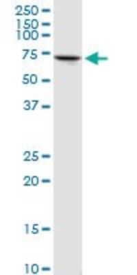 Western Blot: PCK2 Antibody [H00005106-D01P] - Analysis of PCK2 expression in HepG2.