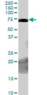 Western Blot: PCK2 Antibody [H00005106-D01P] - Analysis of PCK2 expression in human liver.