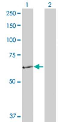 Western Blot: PCK2 Antibody [H00005106-D01P] - Analysis of PCK2 expression in transfected 293T cell line by PCK2 polyclonal antibody.Lane 1: PCK2 transfected lysate(70.70 KDa).Lane 2: Non-transfected lysate.
