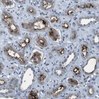 Immunohistochemistry-Paraffin: PCLKC Antibody [NBP1-92246] - Staining of human kidney shows moderate to strong membranous positivity in cells in tubules.