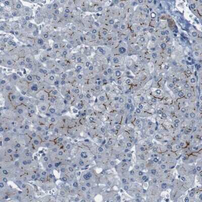 Immunohistochemistry-Paraffin: PCLKC Antibody [NBP1-92246] - Staining of human liver shows moderate to strong membranous positivity in hepatocytes.