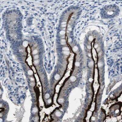 Immunohistochemistry-Paraffin: PCLKC Antibody [NBP1-92246] - Staining of human small intestine shows positivity in apical membrane in glandular cells.