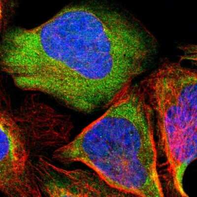 Immunocytochemistry/ Immunofluorescence PCMT1 Antibody