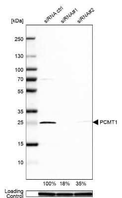 Western Blot PCMT1 Antibody