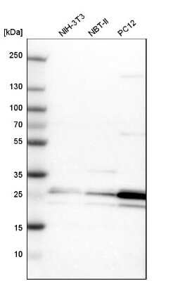 Western Blot PCMT1 Antibody