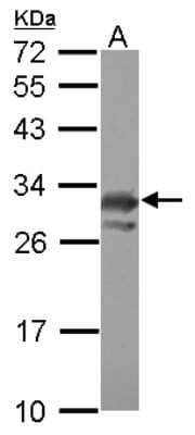 Western Blot: PCMT1 Antibody [NBP2-19731] - Sample (30 ug of whole cell lysate) A: U87-MG 12% SDS PAGE gel, diluted at 1:1000.