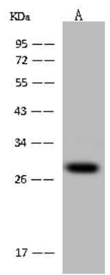 Western Blot: PCMT1 Antibody [NBP2-97711] - Anti-PCMT1 rabbit polyclonal antibody at 1:500 dilution. Lane A: 293T Whole Cell Lysate Lysates/proteins at 30 ug per lane. Secondary Goat Anti-Rabbit IgG (H+L)/HRP at 1/10000 dilution. Developed using the ECL technique. Performed under reducing conditions. Predicted band size: 25 kDa. Observed band size: 28 kDa