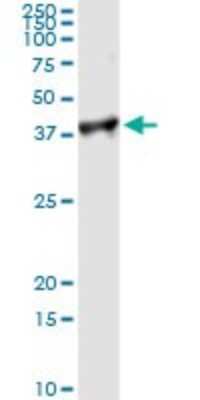 Western Blot: PCNA Antibody (1G7) [H00005111-M02] - Analysis of PCNA transfected lysate using anti-PCNA monoclonal antibody and Protein A Magnetic Bead, and immunoblotted with PCNA MaxPab rabbit polyclonal antibody.