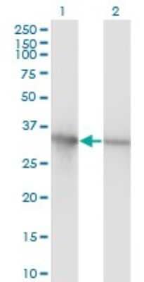 Western Blot: PCNA Antibody (1G7) [H00005111-M02] - Analysis of PCNA expression in transfected 293T cell line by PCNA monoclonal antibody (M02), clone 1G7.Lane 1: PCNA transfected lysate(28.8 KDa).Lane 2: Non-transfected lysate.