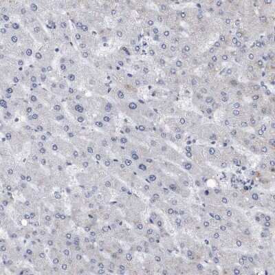 Immunohistochemistry-Paraffin: PCNA Antibody [NBP1-89434] - Staining of human liver shows low expression as expected.