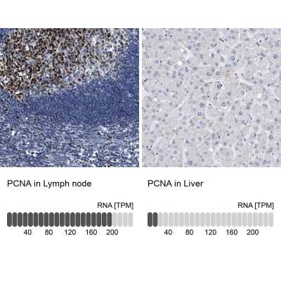 Immunohistochemistry-Paraffin: PCNA Antibody [NBP1-89434] - Analysis in human lymph node and liver tissues using NBP1-89434 antibody. Corresponding PCNA RNA-seq data are presented for the same tissues.