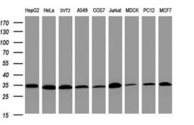 Western Blot: PCNA Antibody (OTI3D6) - Azide and BSA Free [NBP2-73271] - Analysis of extracts (35ug) from 9 different cell lines by using PCNA monoclonal antibody (HepG2: human; HeLa: human; SVT2: mouse; A549: human; COS7: monkey; Jurkat: human; MDCK: canine; PC12: rat; MCF7: human). Dilution: 1:2000