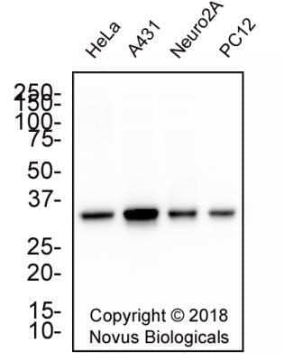 Western Blot: PCNA Antibody (PC10) - Azide and BSA Free [NBP2-80905] - Whole cell protein from human HeLa, A431, mouse Neuro2A and rat PC12 cells was separated on a 4-20% gel by SDS-PAGE, transferred to 0.2 um PVDF membrane and blocked in 5% non-fat milk in TBST. The membrane was probed with 1.0 ug/mL anti-Histone h3 in block buffer and detected with an anti-mouse HRP secondary antibody using chemiluminescence. Image from the standard format of this antibody.