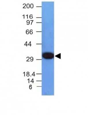 Western Blot: PCNA Antibody (PCNA/694) - Azide and BSA Free [NBP2-47835] - Analysis of HepG2 Cell Lysate using PCNA Monoclonal Antibody (PCNA/694)