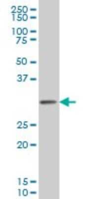 Western Blot: PCNA Antibody (S1) [H00005111-M04] - Analysis of PCNA expression in Hela S3 NE (Cat # L013V3).