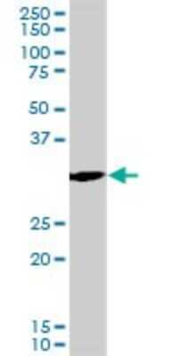 Western Blot: PCNA Antibody (S1) [H00005111-M04] - Analysis of PCNA expression in NIH/3T3 (Cat # L018V1).