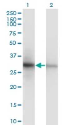 Western Blot: PCNA Antibody (S1) [H00005111-M04] - Analysis of PCNA expression in transfected 293T cell line by PCNA monoclonal antibody (M04), clone S1. Lane 1: PCNA transfected lysatE (28.8 KDa). Lane 2: Non-transfected lysate.