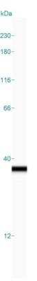 Simple Western: PCNA Antibody [NBP1-89434] - Simple Western lane view shows a specific band for PCNA in 0.2 mg/ml of MOLT-4 lysate(s). This experiment was performed under reducing conditions using the 12-230 kDa separation system.