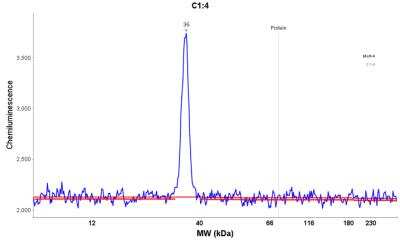Simple Western: PCNA Antibody [NBP1-89434] - Electropherogram image of the corresponding Simple Western lane view. PCNA antibody was used at 1:25 dilution on MOLT-4 lysate(s) respectively.