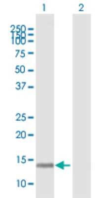 Western Blot: PCNA associated factor Antibody [H00009768-B01P] - Analysis of KIAA0101 expression in transfected 293T cell line by KIAA0101 polyclonal antibody.  Lane 1: KIAA0101 transfected lysate(12.32 KDa). Lane 2: Non-transfected lysate.