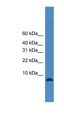 Western Blot PCNA associated factor Antibody - BSA Free