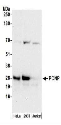 Western Blot: PCNP Antibody [NBP2-37692] - Whole cell lysate (50 ug) from HeLa, 293T, and Jurkat cells prepared using NETN lysis buffer.  Affinity purified rabbit anti-PCNP antibody used for WB at 0.04 ug/ml.    Detection: Chemiluminescence with an exposure time of 30 seconds.