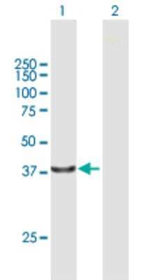 Western Blot: PCOLE2 Antibody [H00026577-B01P] - Analysis of PCOLCE2 expression in transfected 293T cell line by PCOLCE2 polyclonal antibody.  Lane 1: PCOLCE2 transfected lysate(45.65 KDa). Lane 2: Non-transfected lysate.