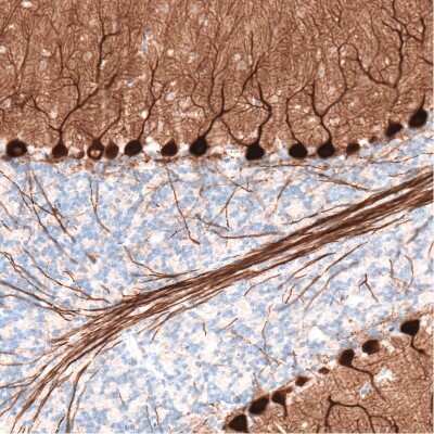 Immunohistochemistry-Paraffin: PCP4 Antibody (CL5306) [NBP2-61410] - Staining of mouse brain shows strong cytoplasmic positivity in Purkinje cells.