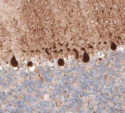 Immunohistochemistry-Paraffin: PCP4 Antibody (CL5306) [NBP2-61410] - Staining of human cerebellum shows strong cytoplasmic positivity in purkinje cells.